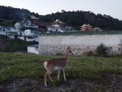 -四川郎木寺镇