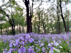 -朝阳公园