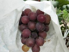 -马陆小张葡萄园农家乐