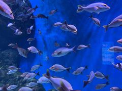 -成都浩海立方海洋公园