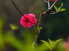 -燕郊植物园