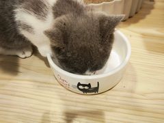 -屋虎猫馆(宝安大仟里店)