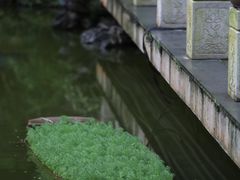 -深圳仙湖植物园