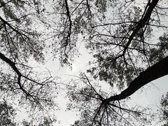 -黄海国家森林公园