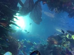 -迪拜帆船酒店海底餐厅