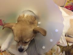 -瑞派·关忠动物医院·异宠专科·犬猫肿瘤·皮肤专科(望京店)