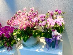 -荷兰花海