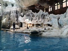 -帝企鹅自助餐厅•儿童岛•真企鹅(长隆企鹅酒店)