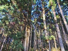 -庐山风景区花径公园