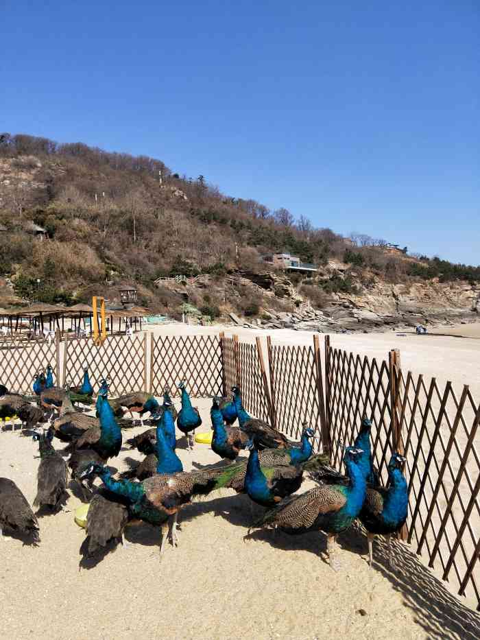 苏马湾生态园售票处-"在连岛除了大沙湾浴场还有苏马湾风景区,这.