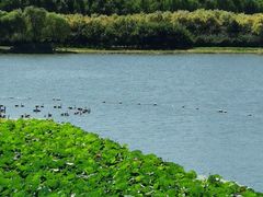 -大兴滨河森林公园