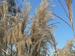 -羊亭河湿地公园