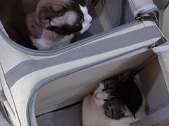 -中农国际动物医院24小时·猫科·骨科·急重症中心