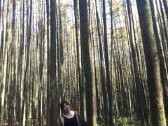 景点-山王坪喀斯特国家生态公园