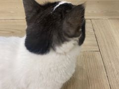 -安格丽娜·狗咖·猫咖羊驼咖(春熙路百盛商场店)