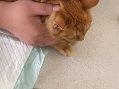 -艾吉宠物医院·疑难杂症转诊中心·猫友好(碧江路院)