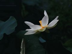 -杭州植物园