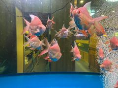 -中环花鸟鱼虫市场