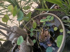 -彼芝奇比萨(红坊店)