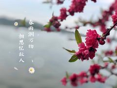 -西湖外事游船(花港观鱼码头)