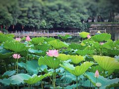 -荔湾湖公园
