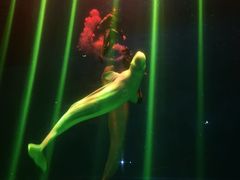 -芜湖新华联大白鲸海洋公园