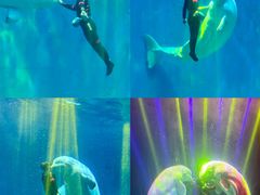 -芜湖新华联大白鲸海洋公园