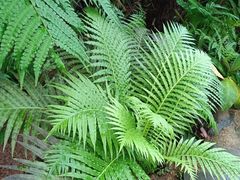 -海南热带野生动植物园