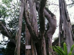 android_upload_pic-瑞丽独树成林风景区