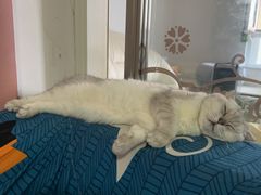 -宠爱国际动物医院· 猫科· 外科·中兽医(长白店)