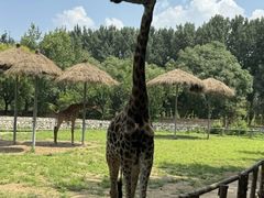 -北京野生动物园