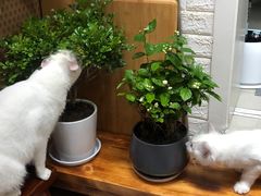 -双季花艺园艺市场(浦东店)