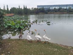 -祥源·阜阳生态乐园