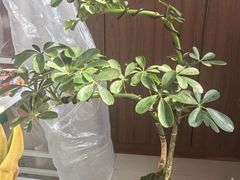 -双季花艺园艺市场(浦东店)