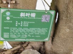 -广西壮族自治区药用植物园