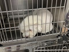 -宠福鑫康馨动物医院·骨科·眼科