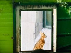 -石家庄市动物园