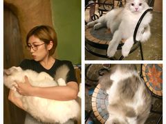 -猫猫幼稚园·撸猫·桌游·电玩