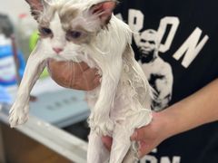 -喵百万·布偶·蓝金金渐层英短·猫舍(百子湾店)