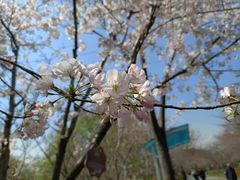 -顾村公园