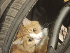 -佑安动物医院·全科·内窥镜中心(幸福巷店)