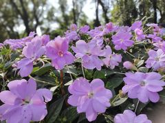 -沈阳植物园