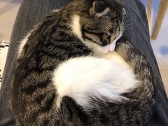 -平行世界·猫咖(首经贸店)