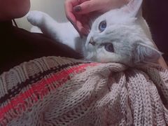 -喵zoo家庭繁育猫舍(尖东智能花园店)