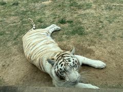 -西霞口神雕山野生动物世界