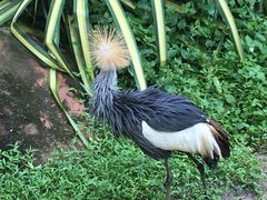 -新加坡飞禽公园