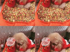 -爱宠屋pet shop·宠物洗澡·宠物美容