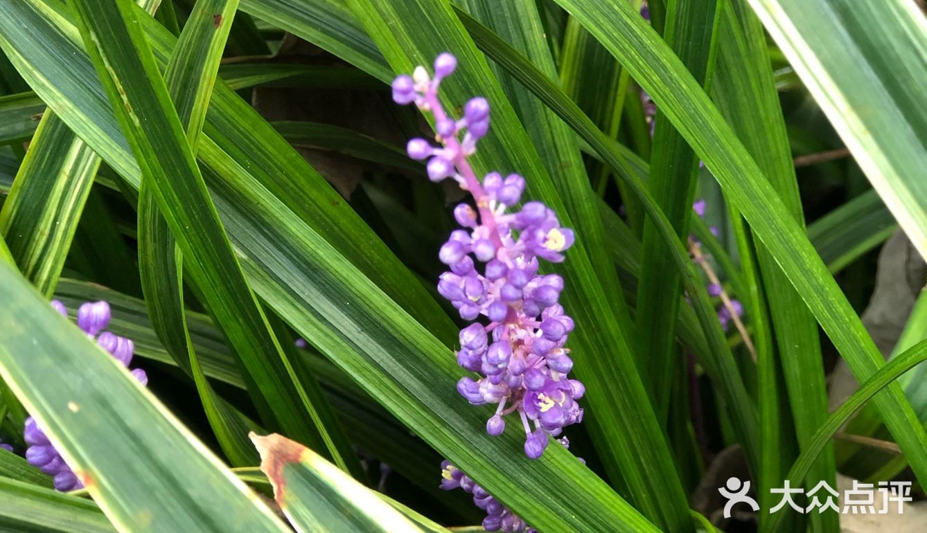 整个城市到处弥漫着或浓或淡的桂花香气