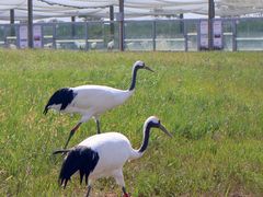 -盐城丹顶鹤湿地生态旅游区