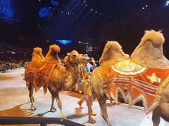 -广州长隆国际大马戏